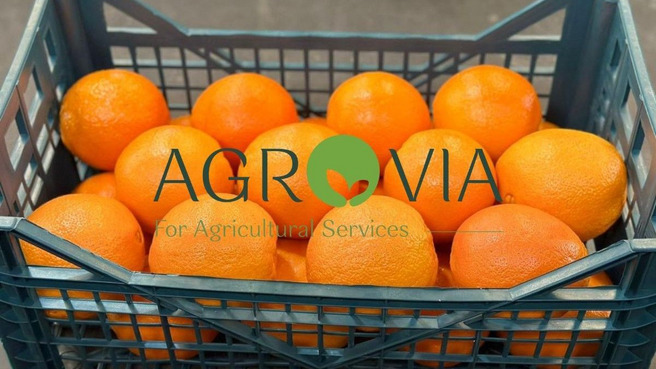 Citrus from Egypt