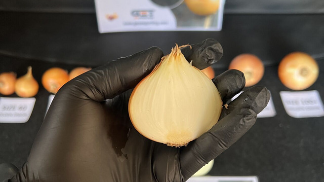 Golden Onion