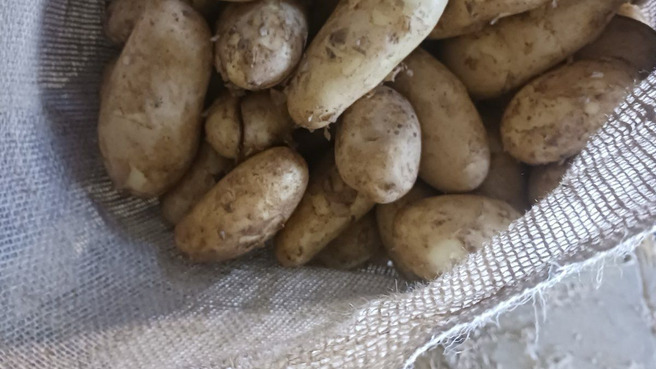 Fresh crop