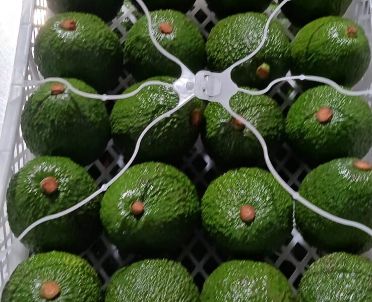 EU Organic-certified Hass avocados from Kenya — image 1