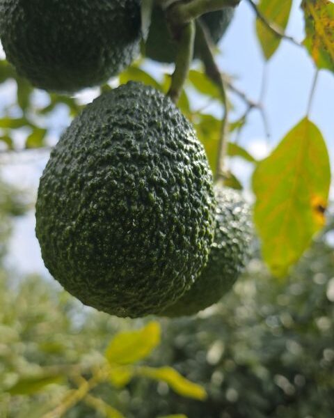 Avocado – Kenya — image 1