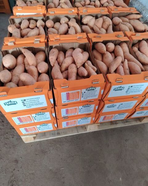 Fresh Sweet Potatoes – Egypt — image 1