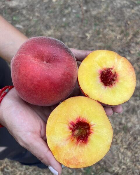 Peaches and Nectarines – Spain — image 1