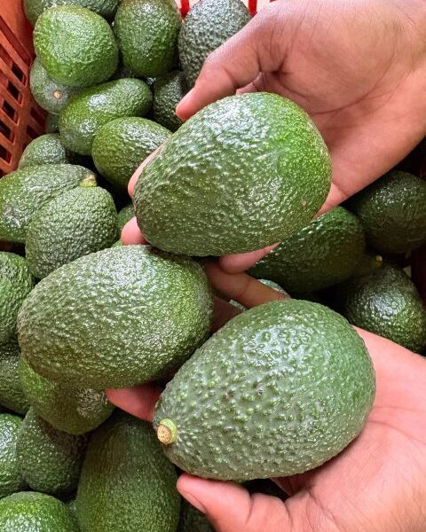Hass Avocado – Kenya — image 1
