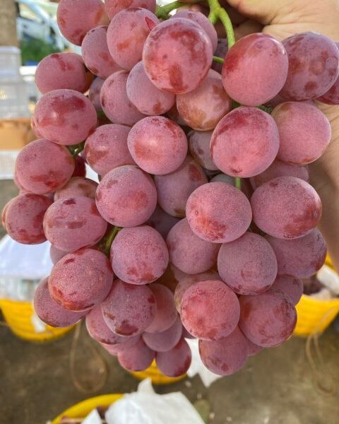 grape, grapes — image 1