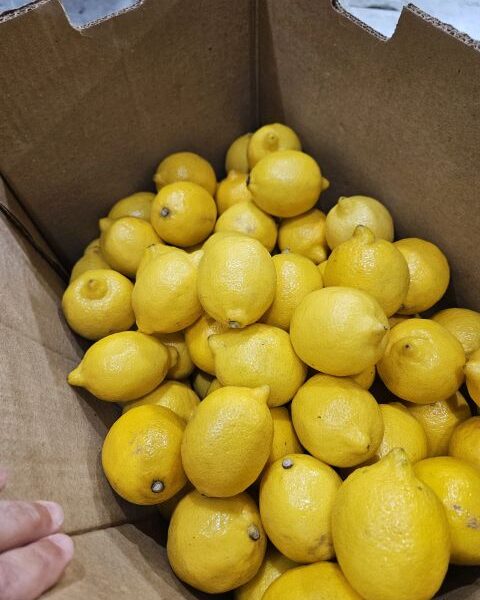 Lemon – Argentina — image 1