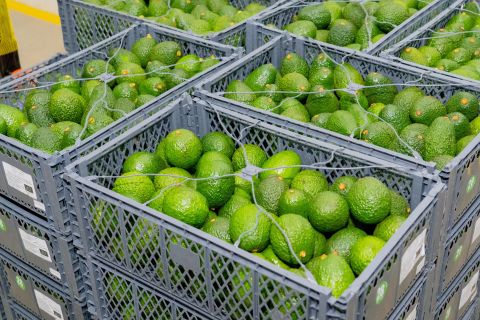 Avocado – Kenya — image 1