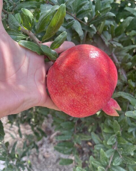 pomegranate — image 1