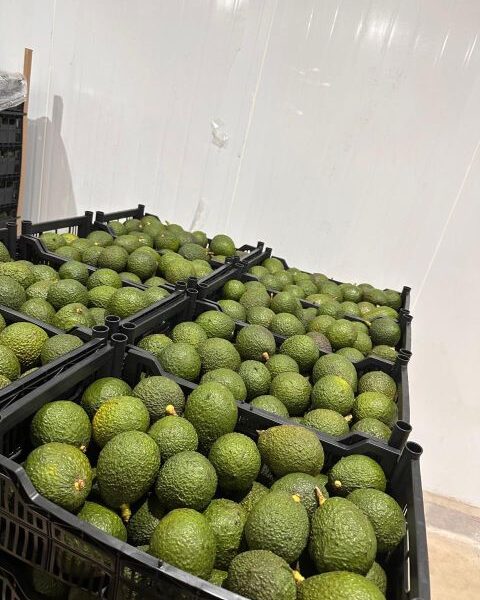 Hass Avocado — image 1