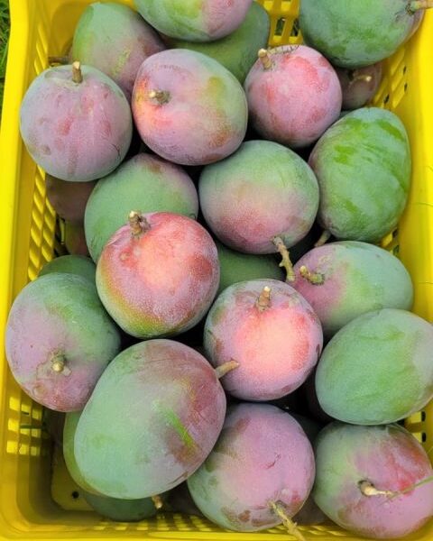 Mango – Peru — image 1