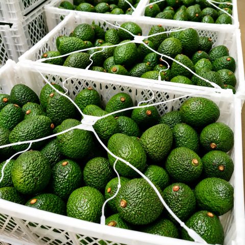 Avocado – Kenya — image 1
