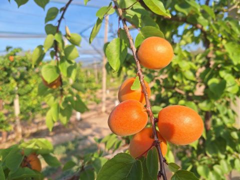 Apricot – Spain — image 1