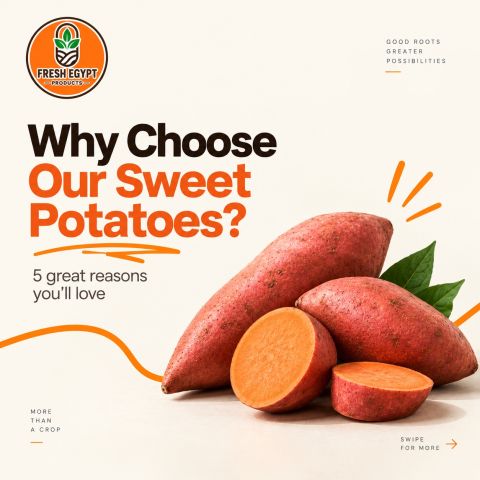 potato, sweet potato – Egypt — image 1