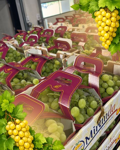 grape, grapes – ITALY — image 1