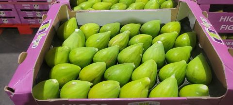 FIGS – SPAIN — image 1