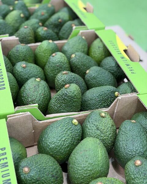 Avocado – Tanzania — image 1