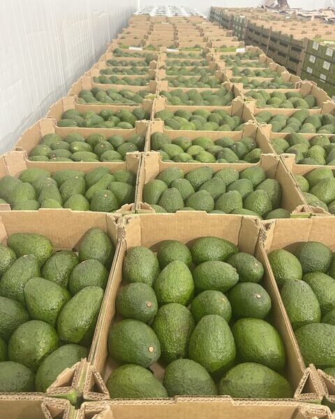 AVOCADO – – SPAIN — image 1