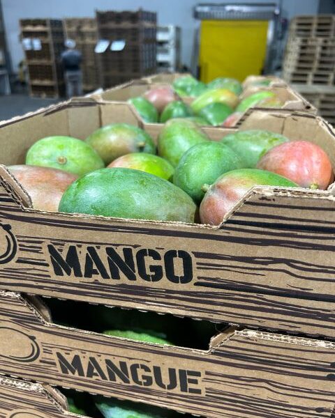 Mango – Caribbean islands — image 1