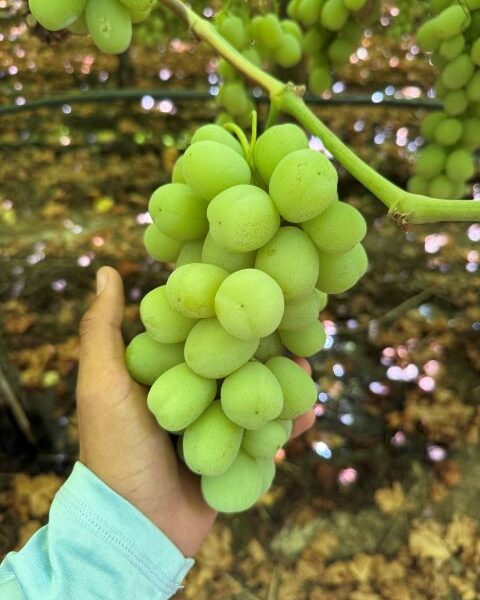 GRAPES FROM CALIFORNIA — image 1