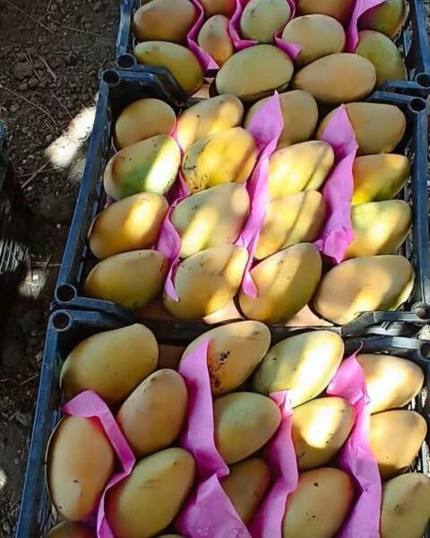 mango – Egypt — image 1