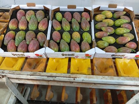 Cactus figs ITALY — image 1