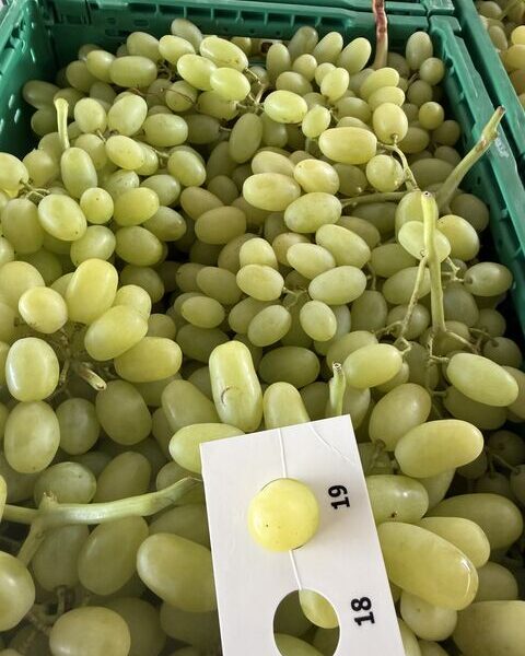 grape from Greece — image 1
