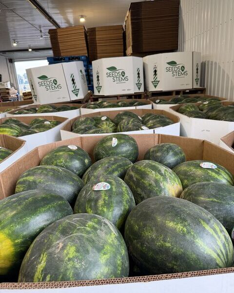 Melon season in Canada — image 1