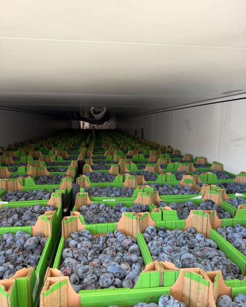 Fresh Plums — image 1