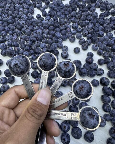 berries – BLUEBERRY – Peru — image 1