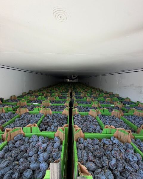 Fresh Plums — image 1