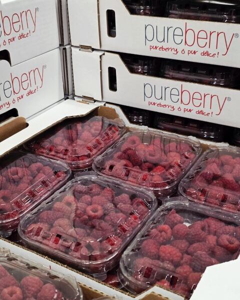 RASPBERRY — image 1