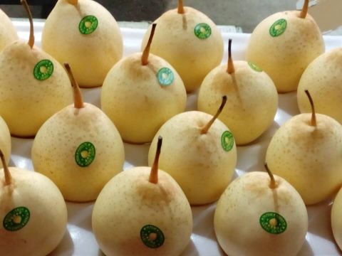 YA pear — image 1