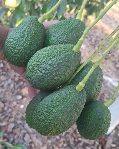 Hass avocado – Brazil — image 1