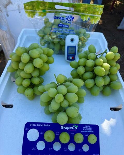 Grapes USA — image 1