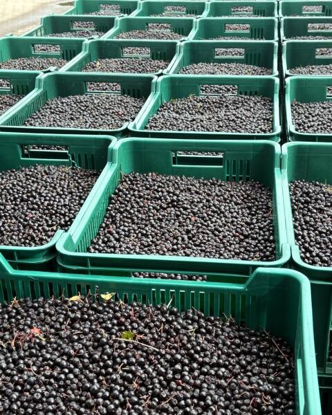 Chokeberry (Aronia)– Poland — image 1
