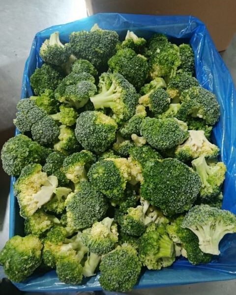 IQF broccoli – Egypt — image 1