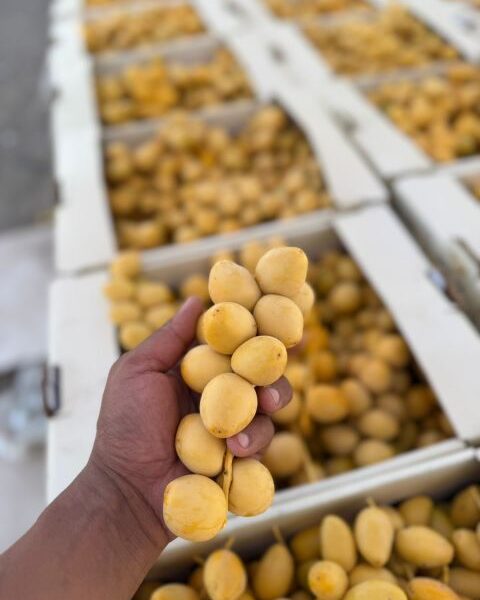 Dates – Egypt — image 1