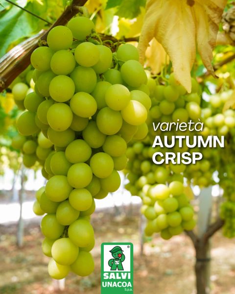Fresh crop grapes — image 1