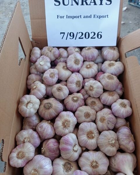 garlic – Egypt — image 1