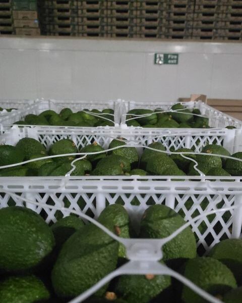 avocado – Kenya — image 1