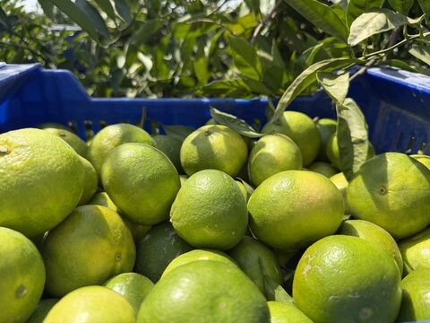 Citrus — image 1