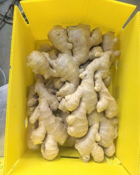 Ginger — image 1