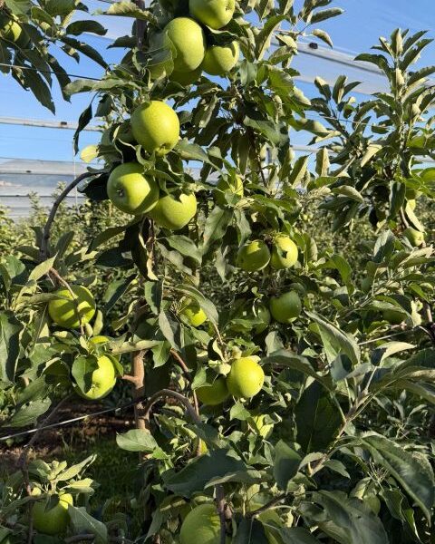 apple – Italy — image 1