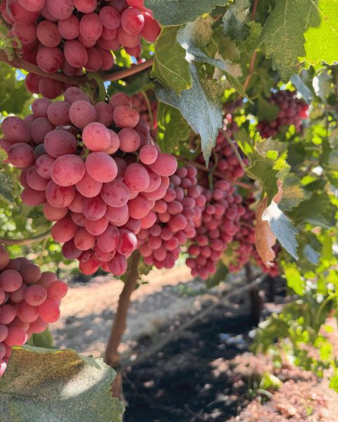 Grapes — image 1