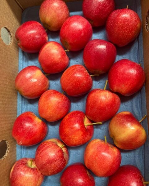 apple — image 1