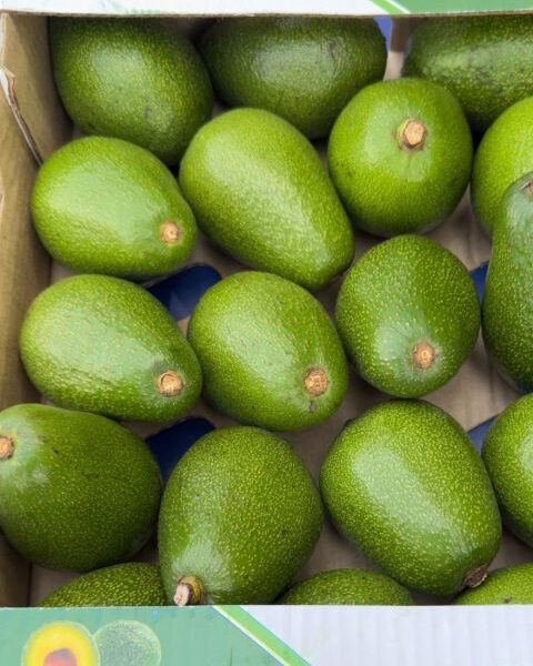 Avocado, berry – Kenya — image 1