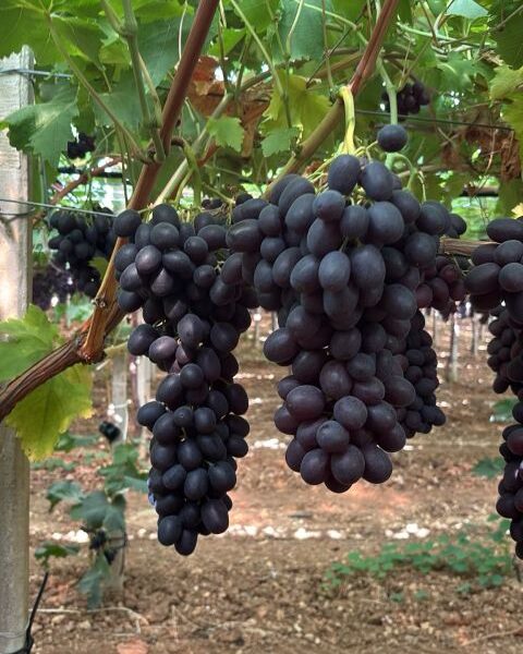 Grape — image 1