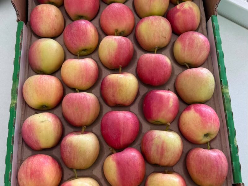 Gala fresh crop 2026 — image 1