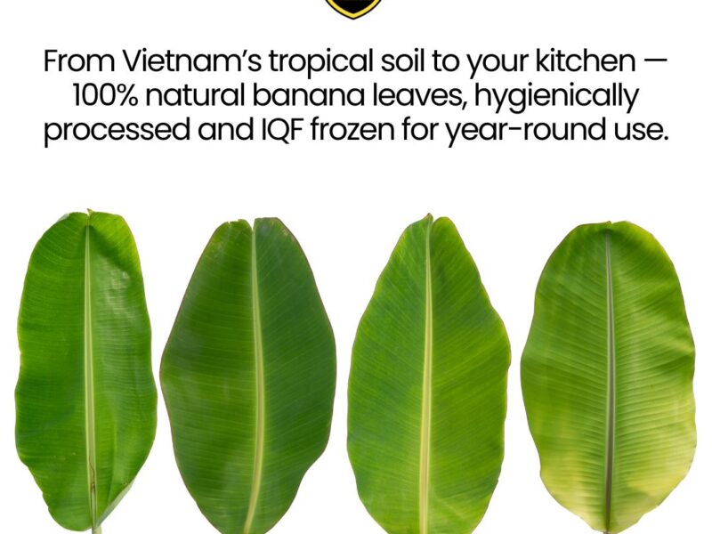 IQF FROZEN BANANA LEAF FROM VIETNAM — image 1