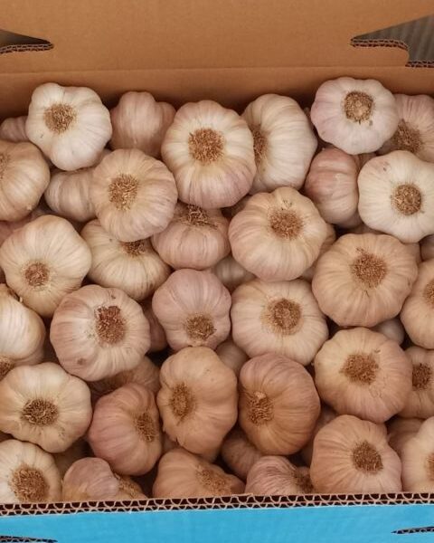 Garlic — image 1